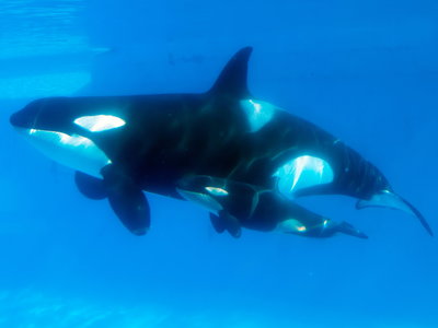 Kaska Fish Seaworld: From Free Willy to Blackfish – Taboo News